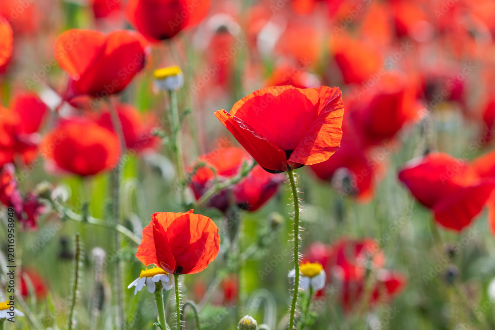 Obraz premium Nature Macro Red Poppy – Soft Focus Floral Composition