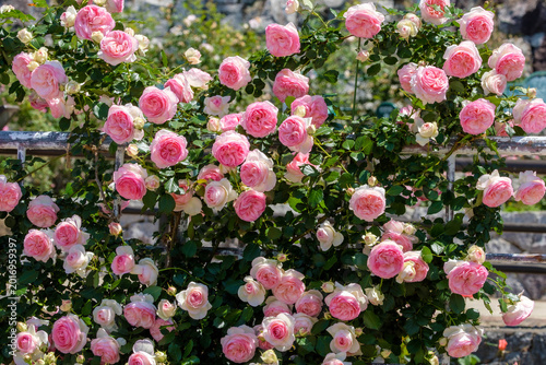 Cuadro en lienzo 見頃を迎えた薔薇園の薔薇