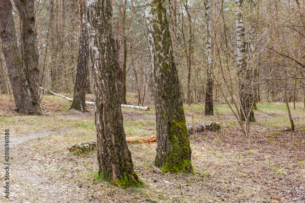 Fototapeta premium Section of forest with growing and fallen birches at springtime