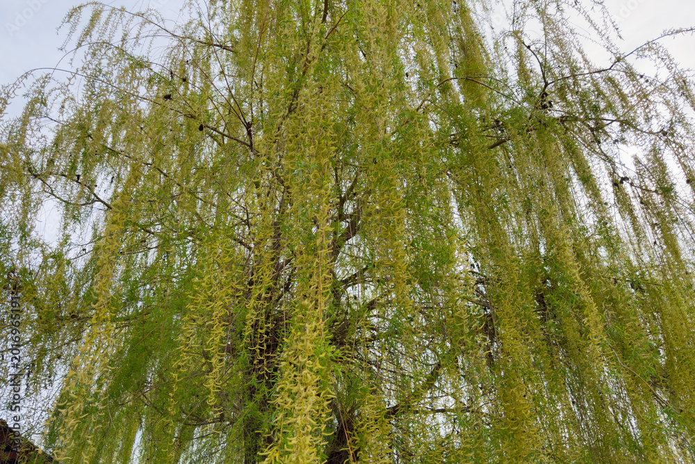 Fototapeta premium Old willow with hanging branches with young foliage and catkins