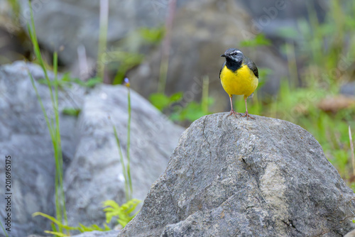 Foto 岩場に佇む美しいキセキレイの夏羽。日本の野鳥と清々しい自然環境の背景デザイン。青い空の下の涼しい初夏の風景、水辺の生き物とバードウォッチングの素材。