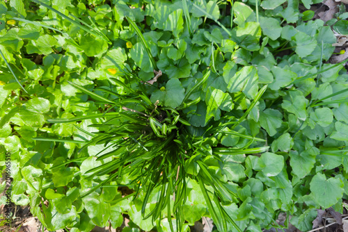 Εκτύπωση καμβά Grass bush with narrow leaves among lesser celandine in forest