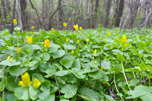 Canvas-taulu Blooming lesser celandine in forest, bottom view in overcast day
