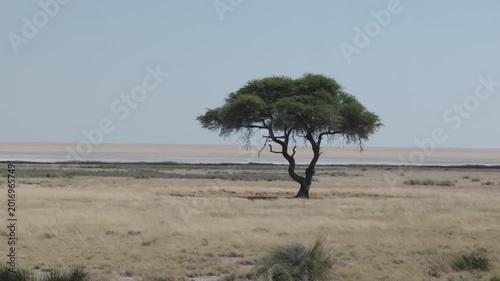 a solitary acacia tree with the salt pan in the background at etosha national park of namibia, africa