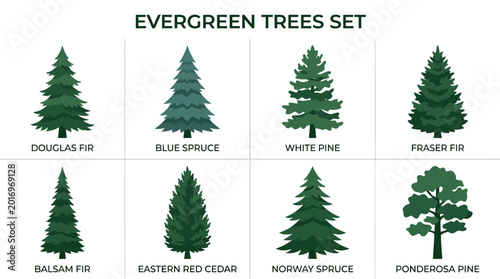 Evergreen Tree Species Collection with Fir Spruce Pine and Cedar for Botanical Identification