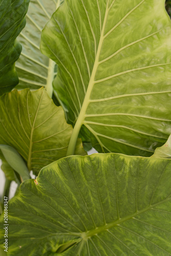 Close-Up of Large Green Leaves