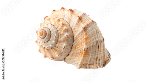 Tableau sur toile Natural large whelk murex seashell for marine wildlife nature and home interior