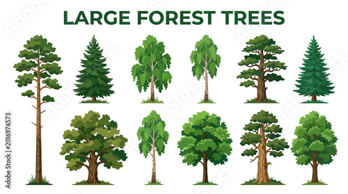 Foto Large Forest Trees Including Pine Spruce Birch and Oak Species Collection