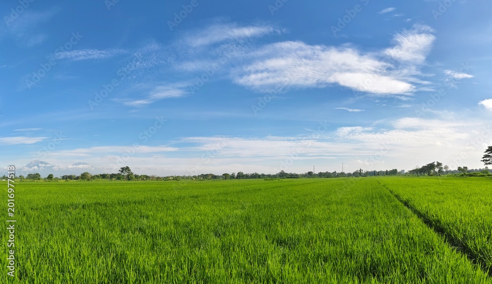 Obraz premium Panoramic view of lush green rice fields with mountain range under clear blue sky in morning light.