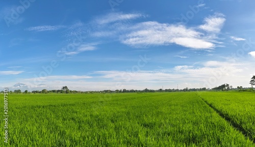 Фотография Panoramic view of lush green rice fields with mountain range under clear blue sky in morning light