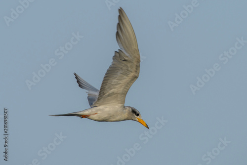 Photos River Tern in flight near Nalsarovar, Gujarat