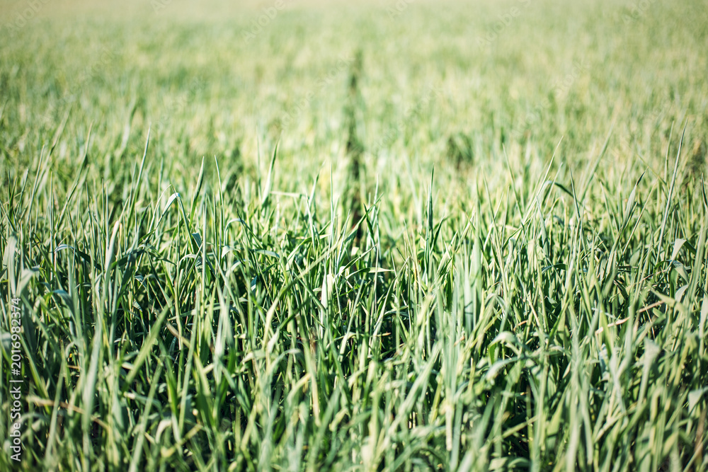 Fototapeta premium Close up view shows green cereal crops growing in sunlit field. Sustainable farming practices, regenerative agriculture field, organic crop production.
