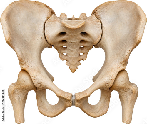 Human pelvis and hip bone anatomy isolated on transparent background