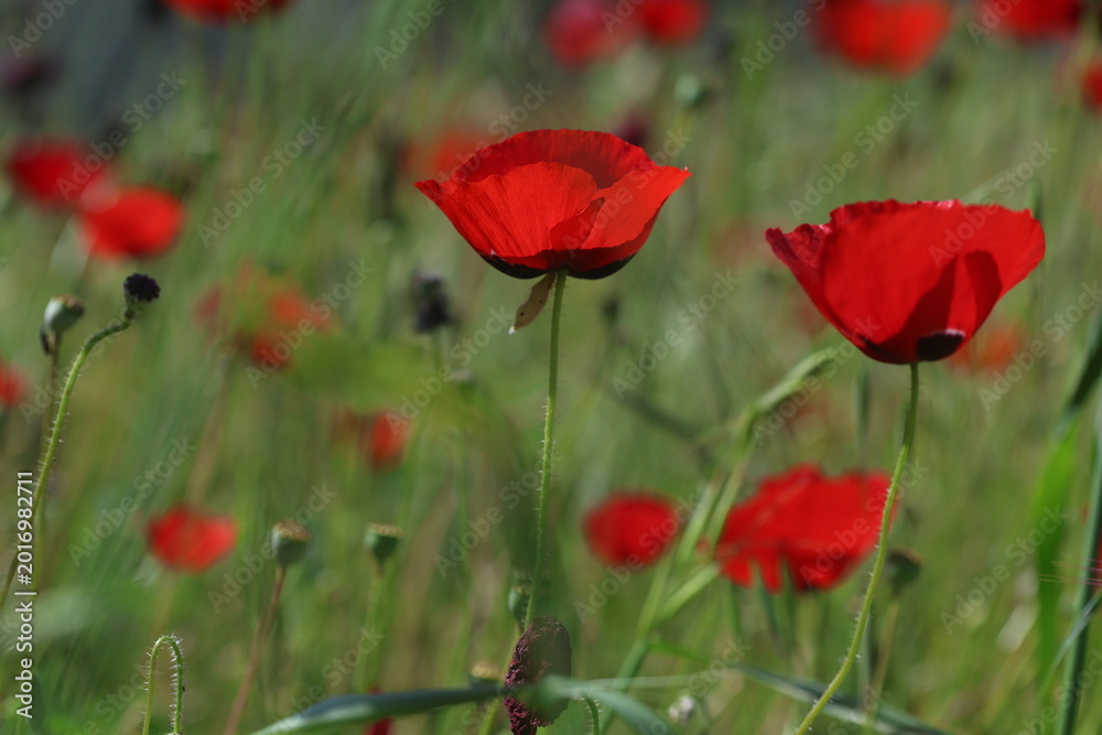 Fototapeta premium Red Poppy Flowers in a Sunlit Field