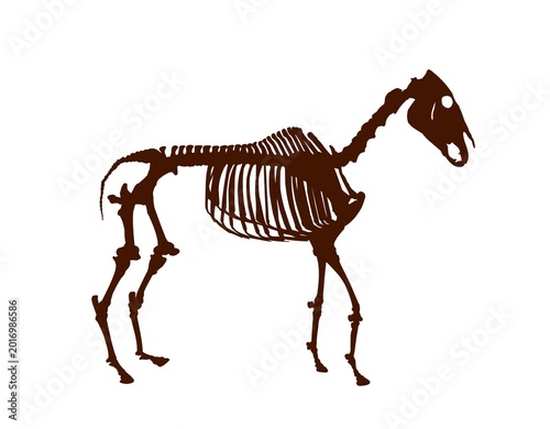 The silhouette of a horse skeleton.