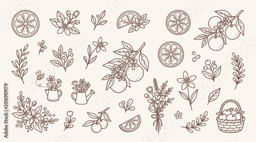 Fotografi Collection of hand-drawn botanical elements including citrus fruits, flowers, leaves, and decorative branches