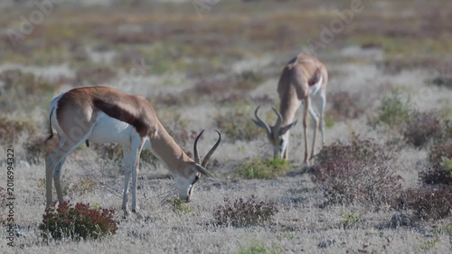 a tracking shot of a springbok pair grazing at etosha national park in namibia, africa