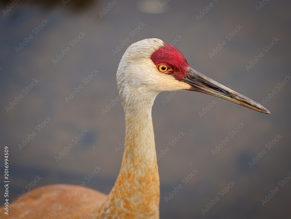 Fototapeta premium Sandhill Crane