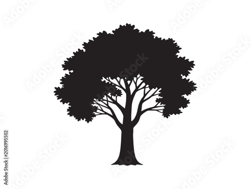 Tall poplar tree silhouette with graceful vertical composition 
