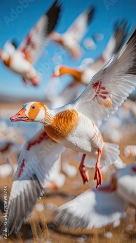 Snow Geese in Flight