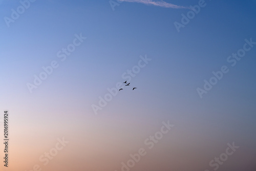 Flock of Birds Flying Through the Twilight Gradient Sky