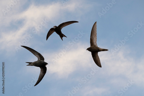 Bild auf Leinwand Three common swift (Apus apus) in flight.