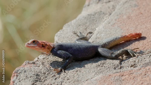 a side view of a colorful male rock agama lizard resting on a rock at twyfelfontein in namibia, africa