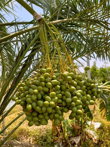 Close-up cluster of shiny unripe green dates hanging from palm tree