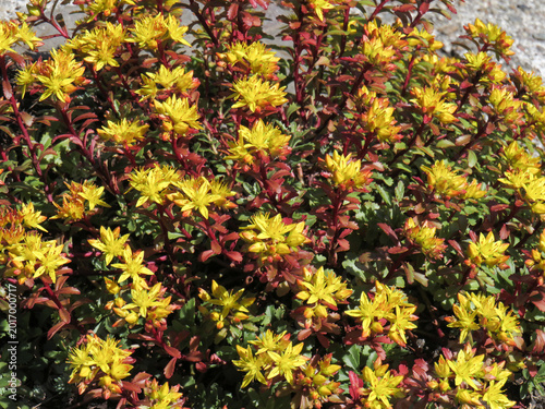 Foto Flowering Orange stonecrop plant. Phedimus kamtschaticus