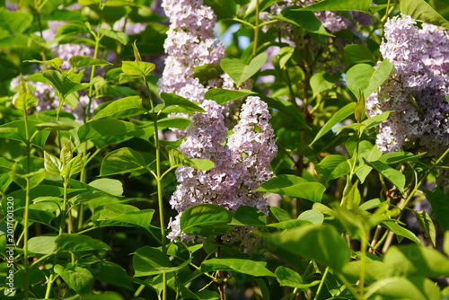 Foto Flowers of lilac, common lilac (Syringa vulgaris), olive family (Oleaceae)
