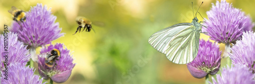 bumble bees and butterfly collecting pollen in a chive flower on green blurred background in garden