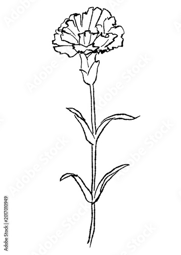 咲き誇るカーネーションの花の手描きの線画イラスト(透過PNG)