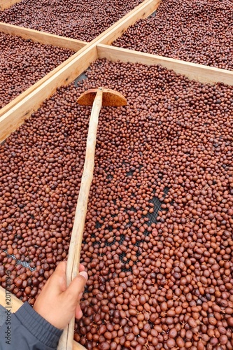 Coffee beans drying in the sun