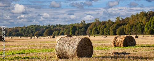Cuadro en lienzo Vibrant bales of hay sit amid sprawling fields after a successful harvest