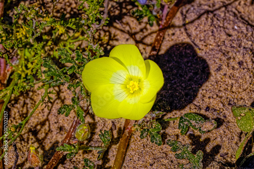 Delicate yellow desert primrose wildflower with tiny stamen growing in winter on the west coast near Velddrif in the Western Cape, South Africa