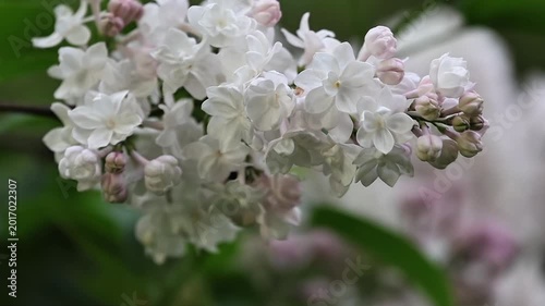 Close-up macro video of delicate white lilac flowers blooming in spring