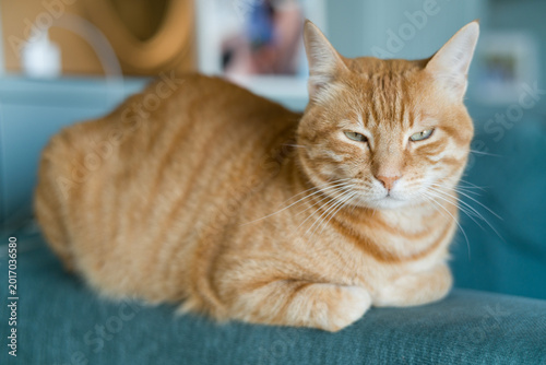 Beautiful ginger cat with vibrant red fur resting peacefully on a comfortable couch. The image captures a cozy domestic moment, with the orange tabby cat relaxing in a home living room setting. Perfec