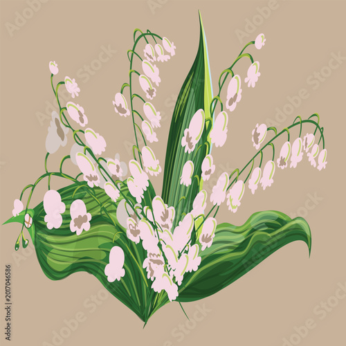 Lily of the valley Vectors
