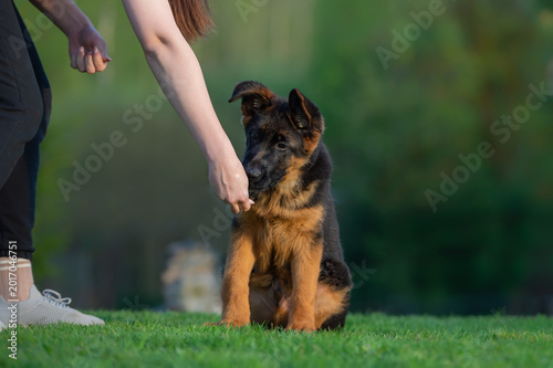 German Shepherd Puppy Obediently Sitting on Grass