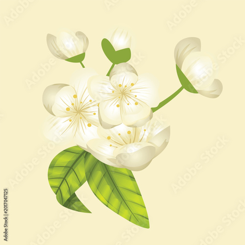 Lily of the valley Vectors