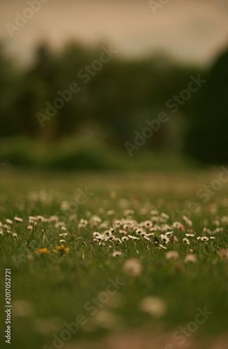 Frühlingswiese