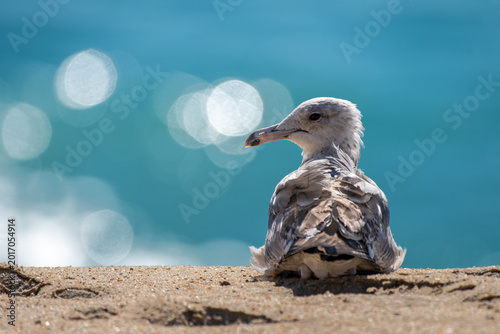 SEAGULL_BEACH_BOKEH