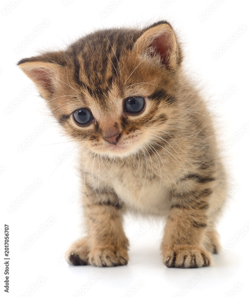 Obraz premium Small Striped Kitten Standing Isolated on White Background