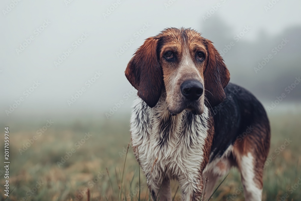 Fototapeta premium Wet Dog in Foggy Grassland Scene
