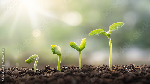 Cuadro en lienzo Close-up shot of four growing plant seedlings in dark fertile soil, bathed in warm sunlight with soft bokeh background, showing different growth stages