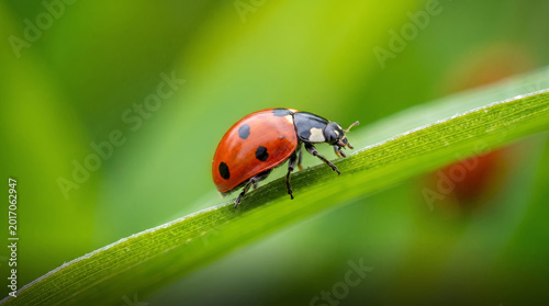 Canvas Print A macro close-up of a seven-spot ladybug perched on a fine green grass blade, with soft blurred green background