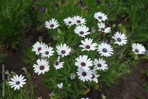 Tableau sur toile Profuse white flowers of African daisies in mid August