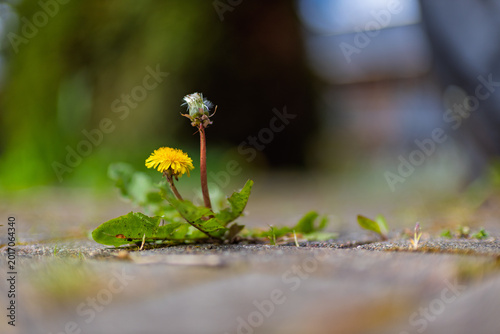 Resilient wildflower surviving in an urban concrete environment
