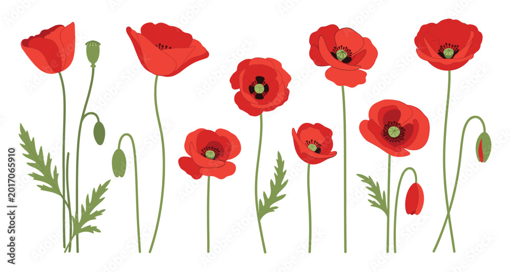 Obraz premium Red poppy with green stems and buds for springtime and summer floral graphics.