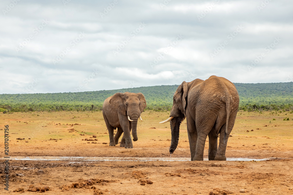 Fototapeta premium Elephant in Addo Elephant Safari Park